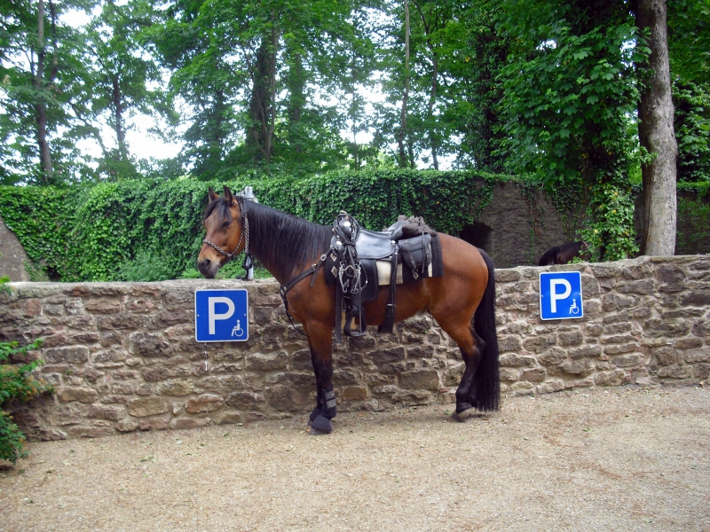 sellier-LA GARDE FREINET-min_horse-350390